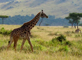 Giraf in de savanne